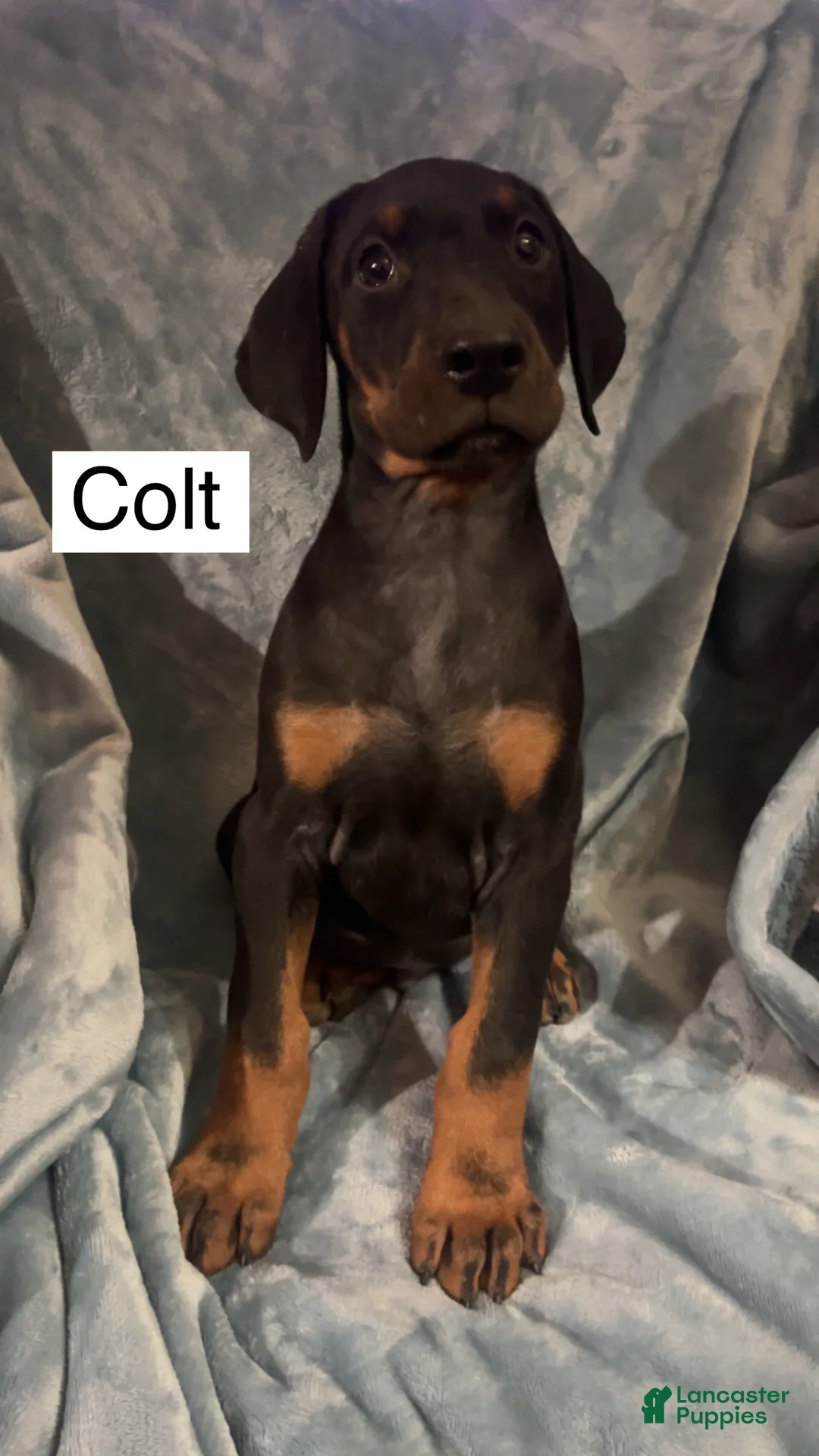 Doberman Pinscher dogs for sale: Colt - Ad 9
