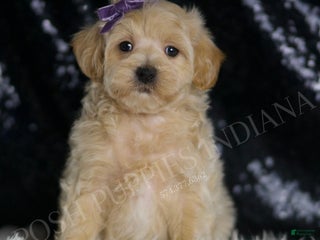 Maltipoo dogs - Ad 17