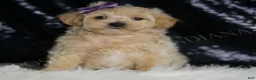 Maltipoo dogs for sale: Scarlett - Ad 1