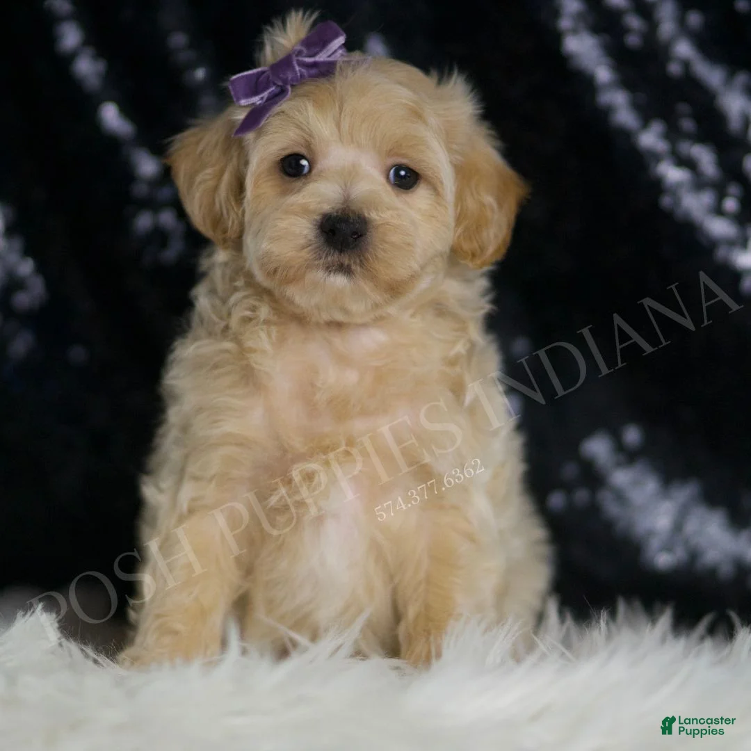 Maltipoo dogs for sale: Scarlett - Ad 1
