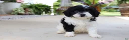 Cavapoo dogs for sale: Étouffée - Ad 12