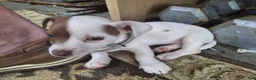 Jack Russell Terrier dogs for sale: Jack Russell Terrier 3 - Ad 6