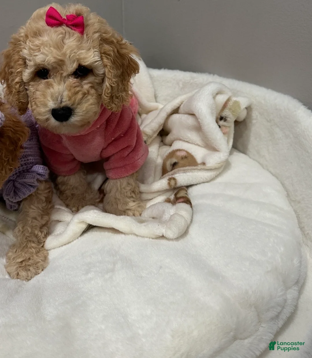Miniature Poodle dogs for sale: Miniature Poodle Blossom  - Ad 1