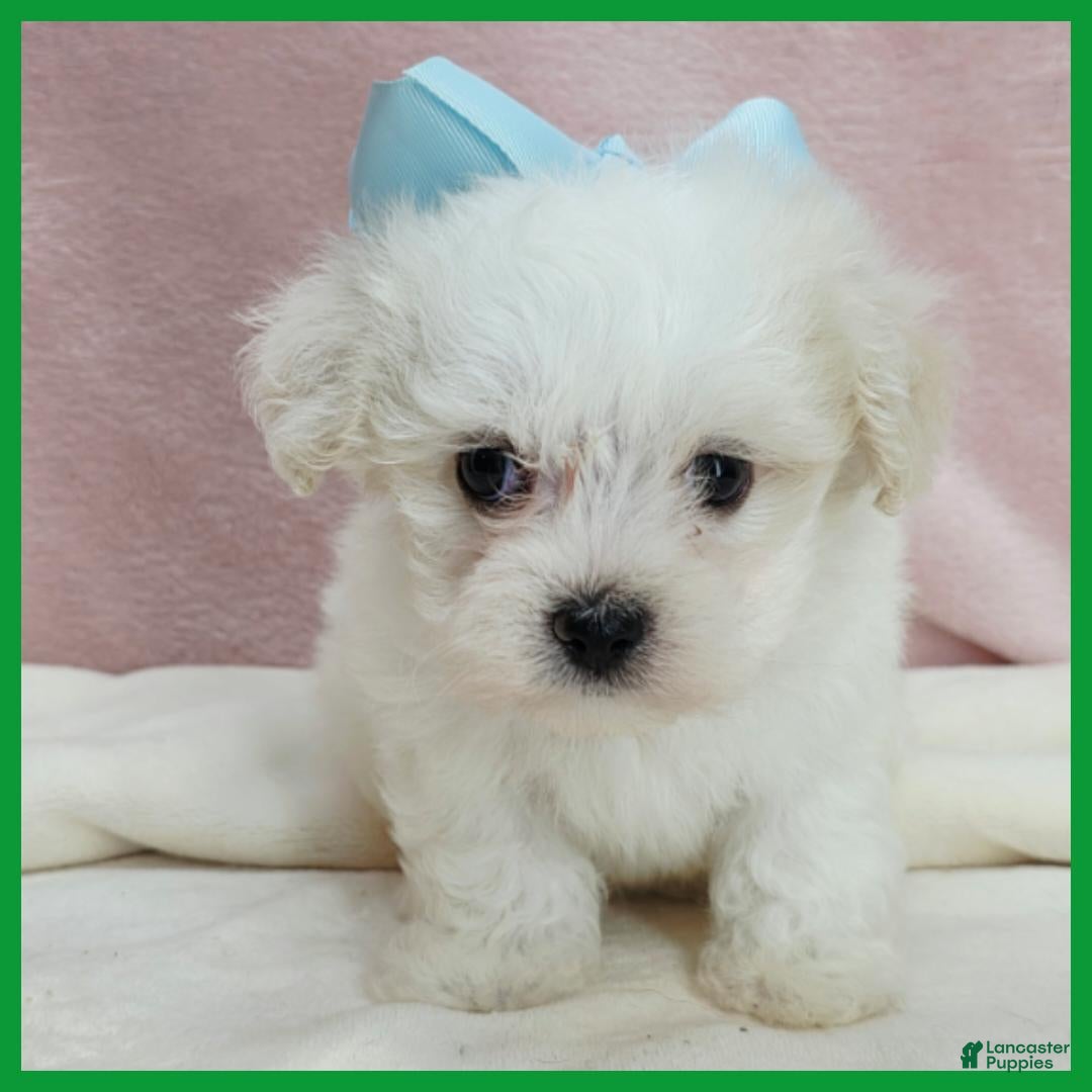 Maltipoo dogs Max - Ad 34