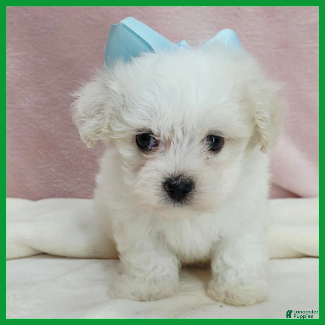 Maltipoo dogs for sale: Max - Ad 1