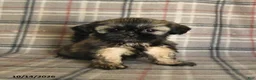 Shih Tzu dogs for sale: Trixie - Ad 4
