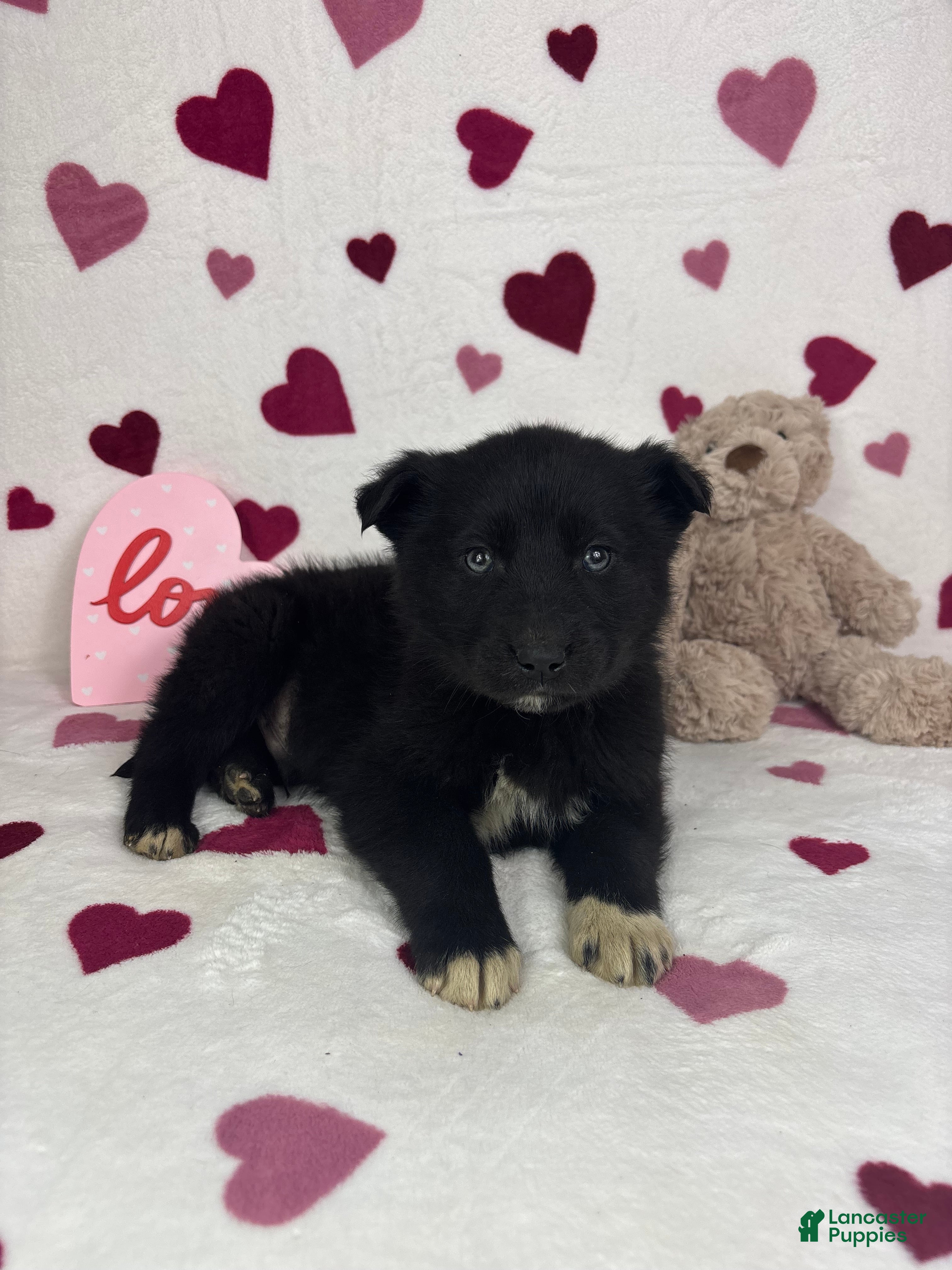 Mixed Breed dogs Cooper - Ad 32