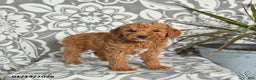 Mini Goldendoodle dogs for sale: Rex - Ad 5