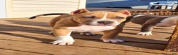 American Bully dogs for sale: 9x Kennels Björn Ironside Aka Cubb  - Ad 29