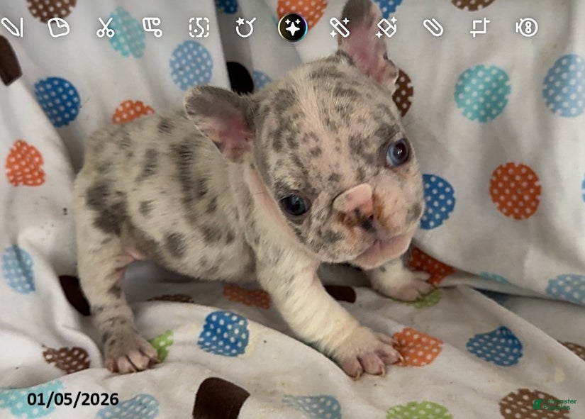 French Bulldog dogs Lilac - Ad 34