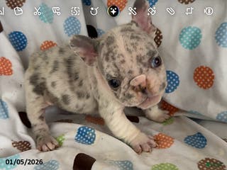 French Bulldog dogs Lilac - Ad 34