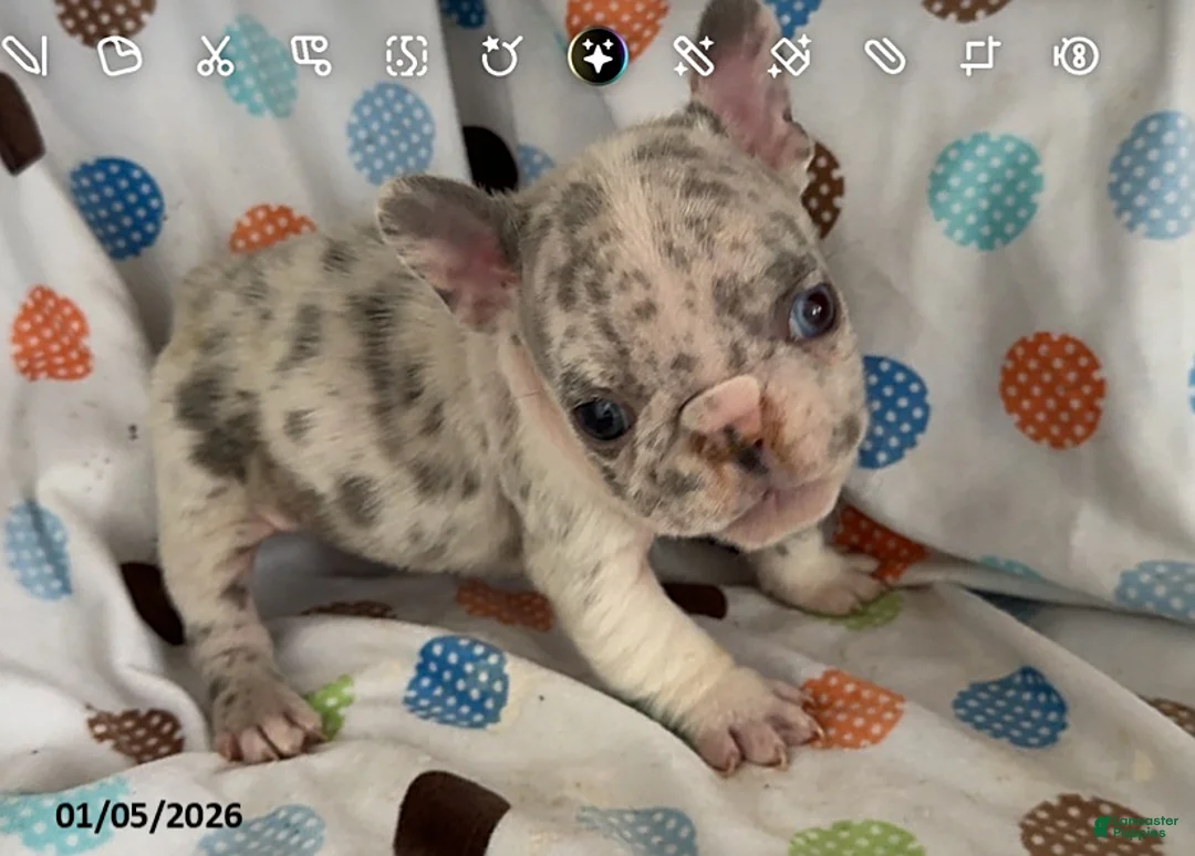 French Bulldog dogs for sale: Lilac - Ad 1