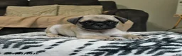 Pug dogs for sale: Pretzel - Ad 3