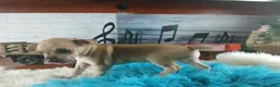 Chihuahua dogs for sale: Haleys fawn boy - Ad 4