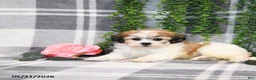 Teddy Bear dogs for sale: Spencer - Ad 4