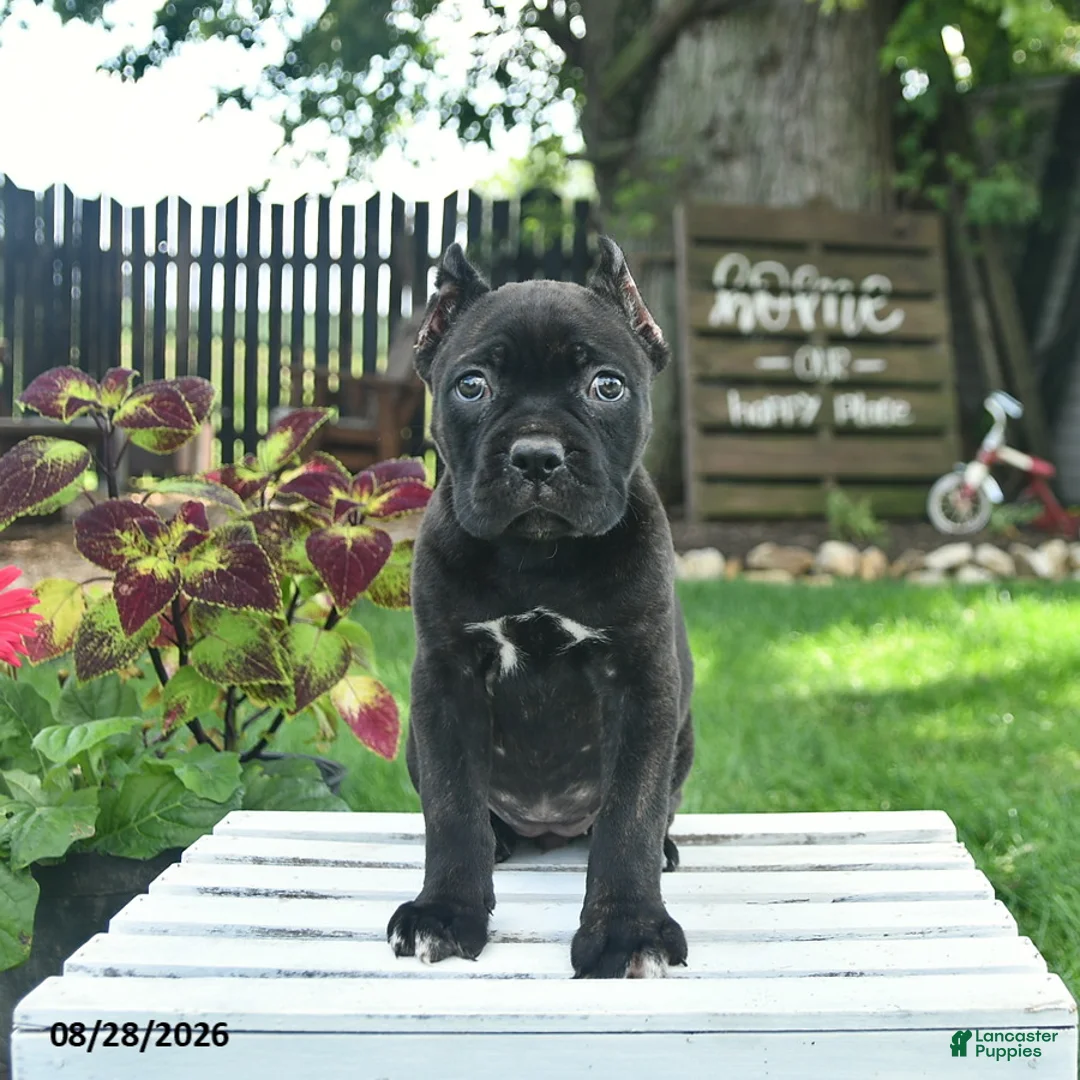 Cane Corso dogs for sale: Diamond  - Ad 1