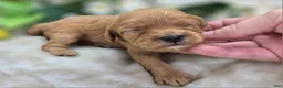 Cavapoo dogs for sale: Lala Orange - Ad 4