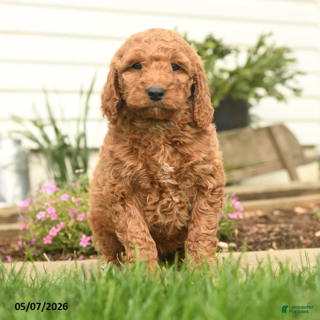 Goldendoodle dogs for sale: Risto - Ad 1