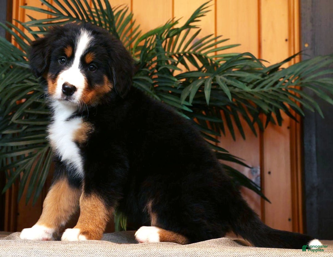 Bernese Mountain Dog dogs for sale: Julie - Ad 3