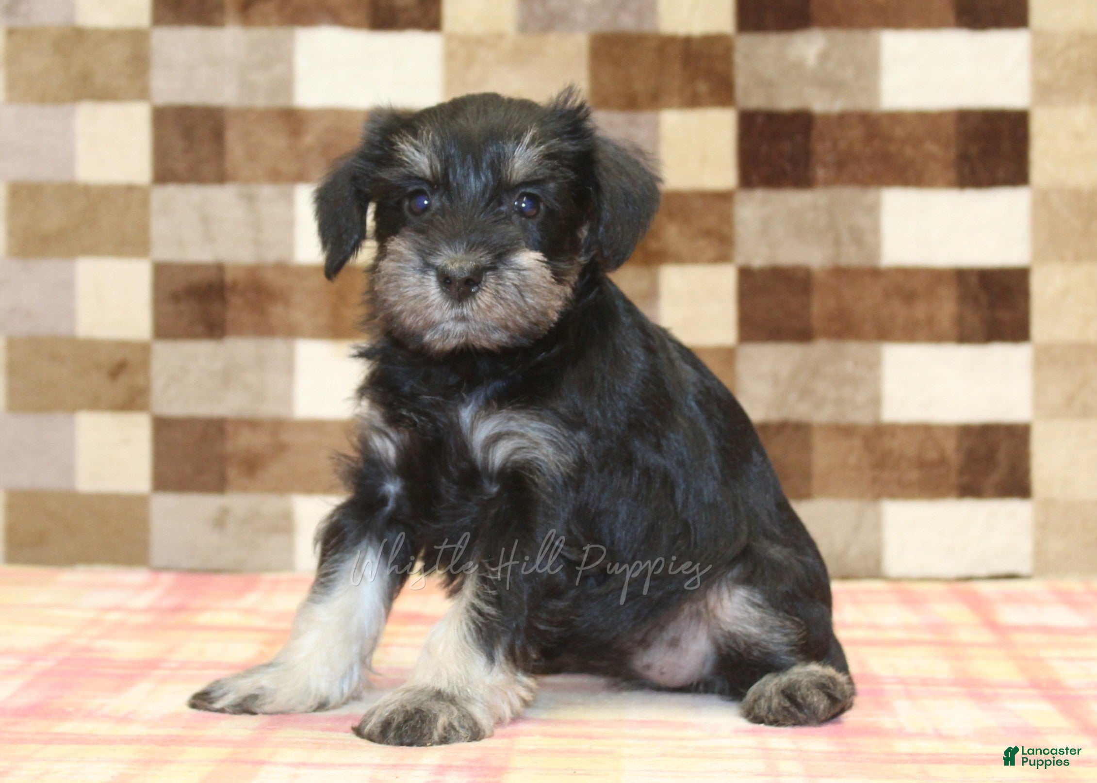 Miniature Schnauzer dogs Emily - Ad 1
