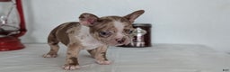 Frenchton dogs for sale: Logan - Ad 11