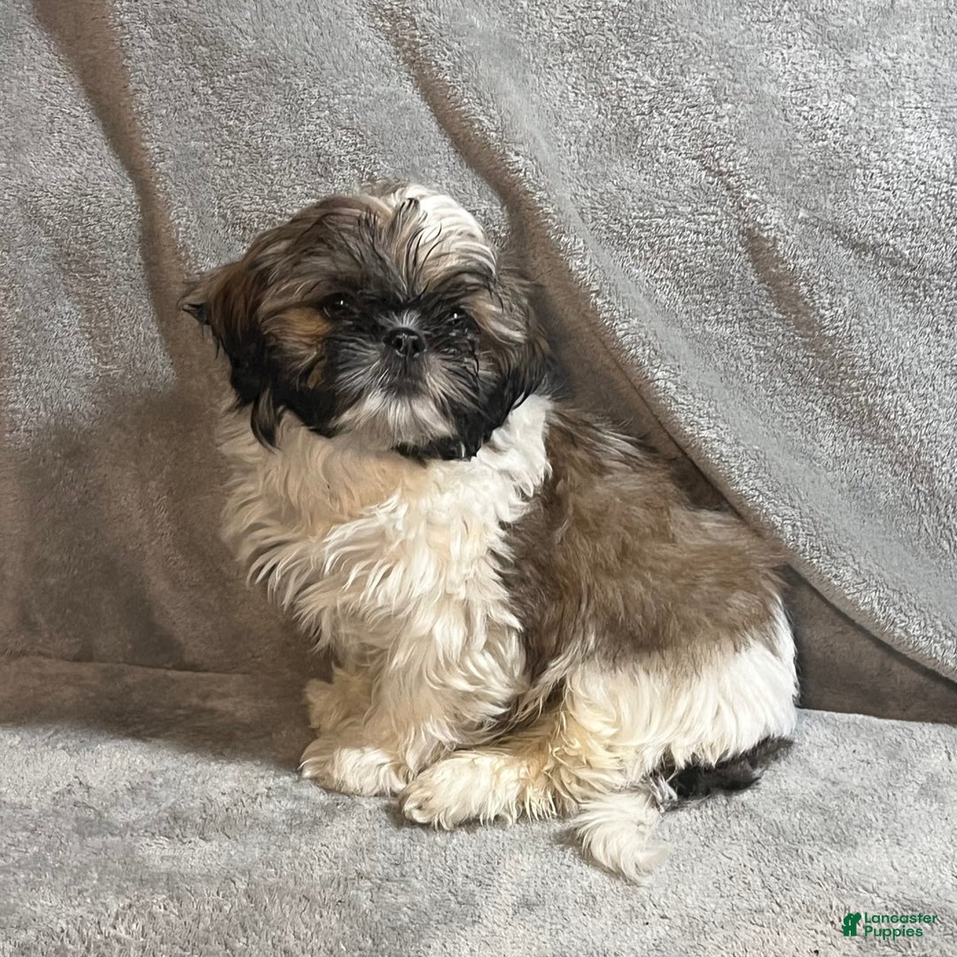 Shih Tzu dogs for sale: Mickey - Ad 3