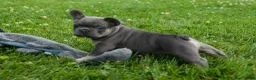 French Bulldog dogs for sale: Kilo  - Ad 10