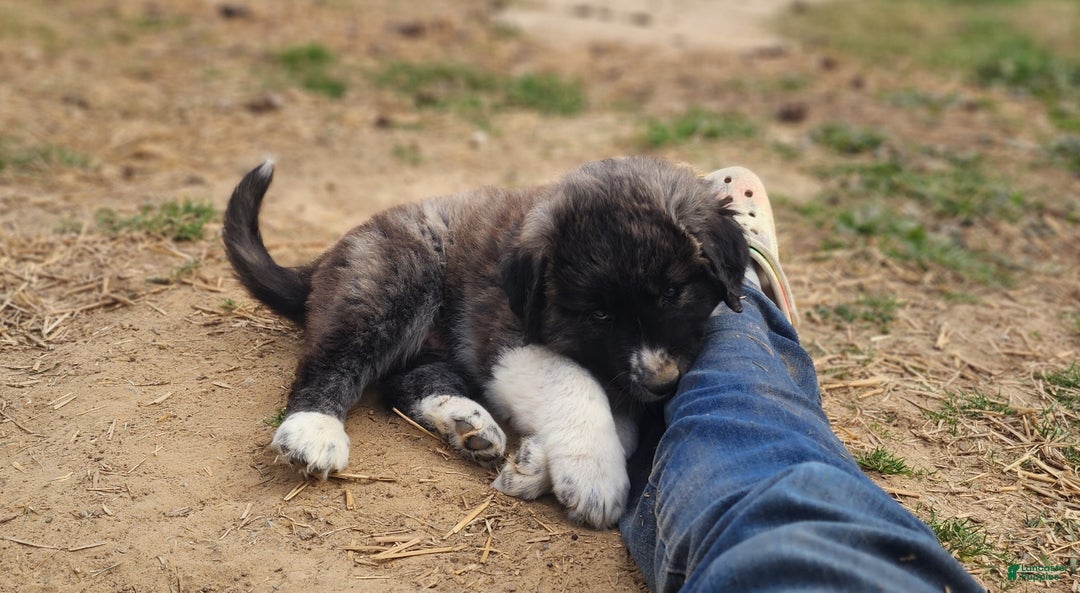 Anatolian Shepherd dogs for sale: Zena 2025 F1 ASD puppy - Ad 14