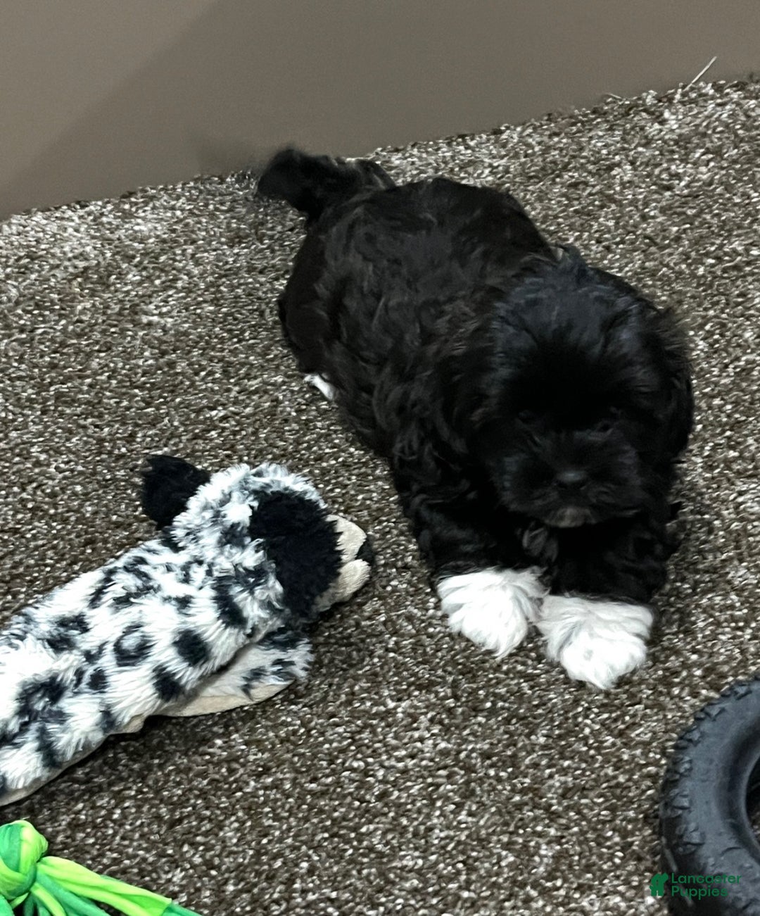 Shihpoo dogs for sale: Millie - Ad 4