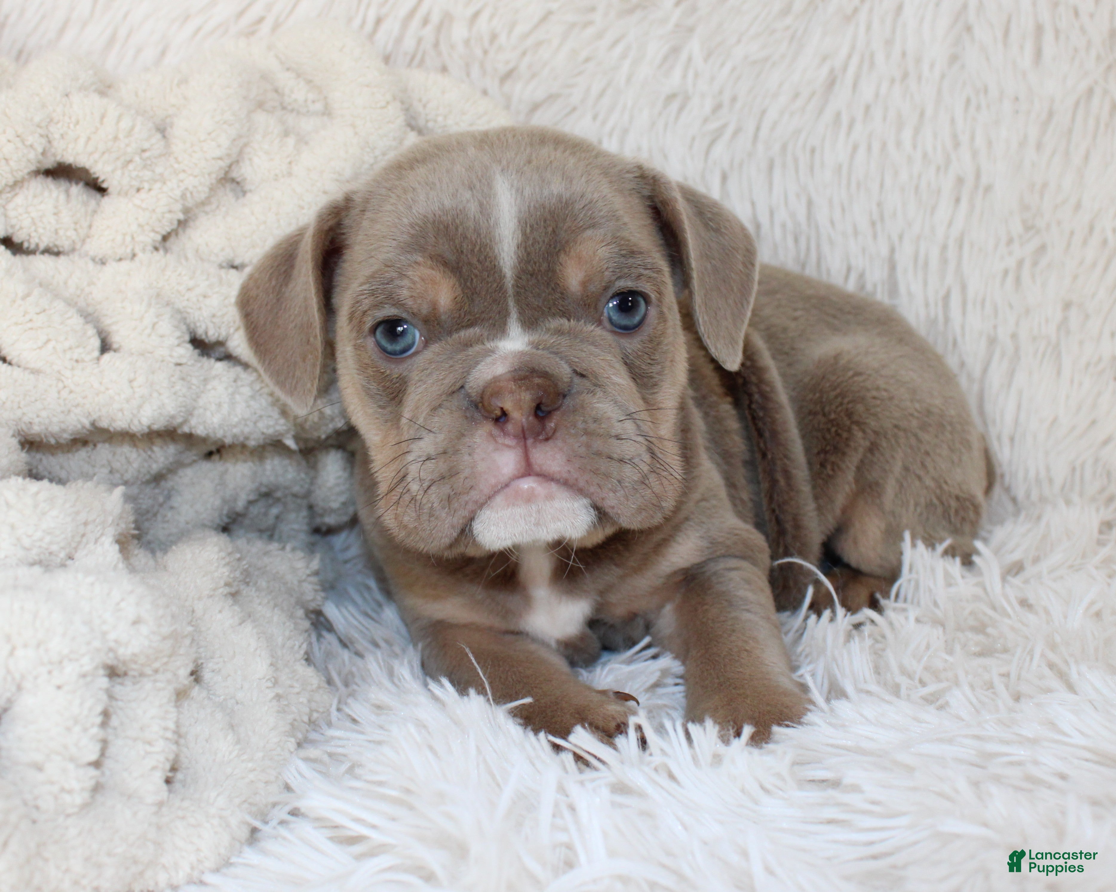 English Bulldog dogs Kane - Ad 2