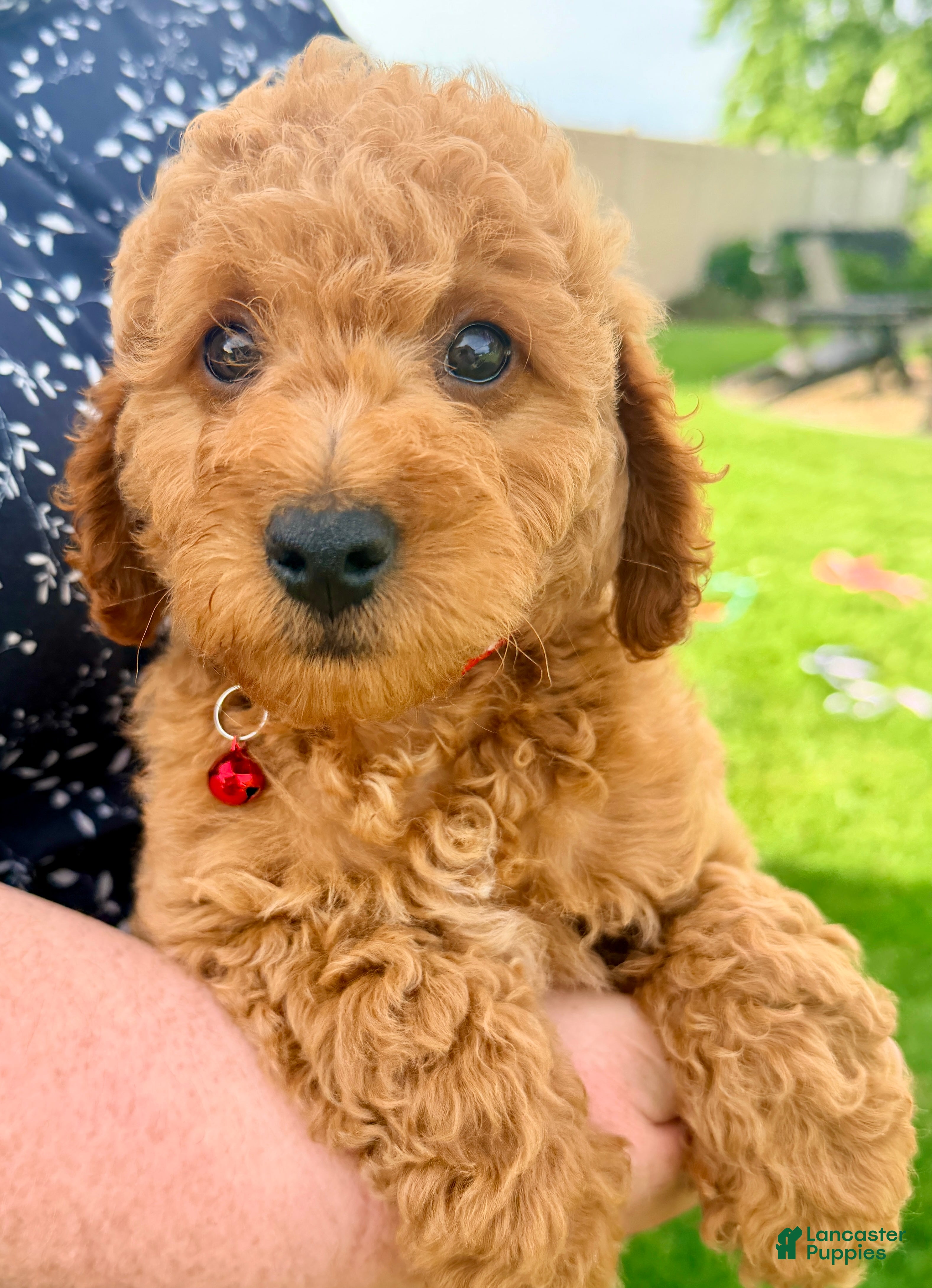 Mini Goldendoodle dogs Santiago  - Ad 2