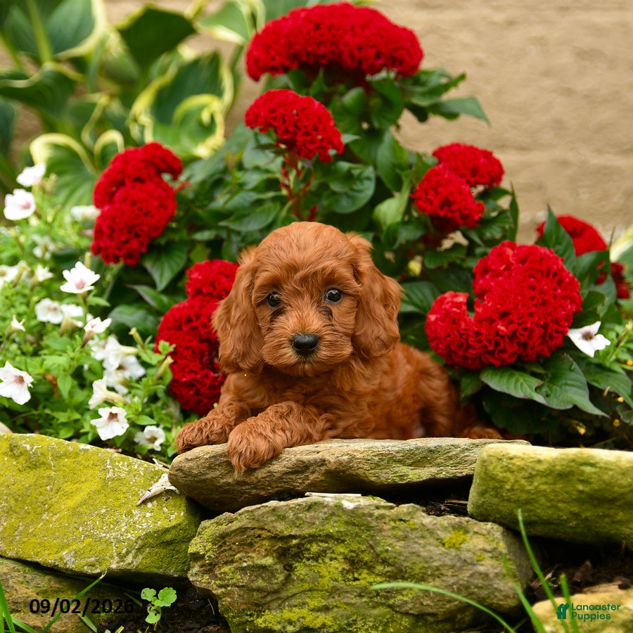 Miniature Poodle dogs Sushi - Ad 1