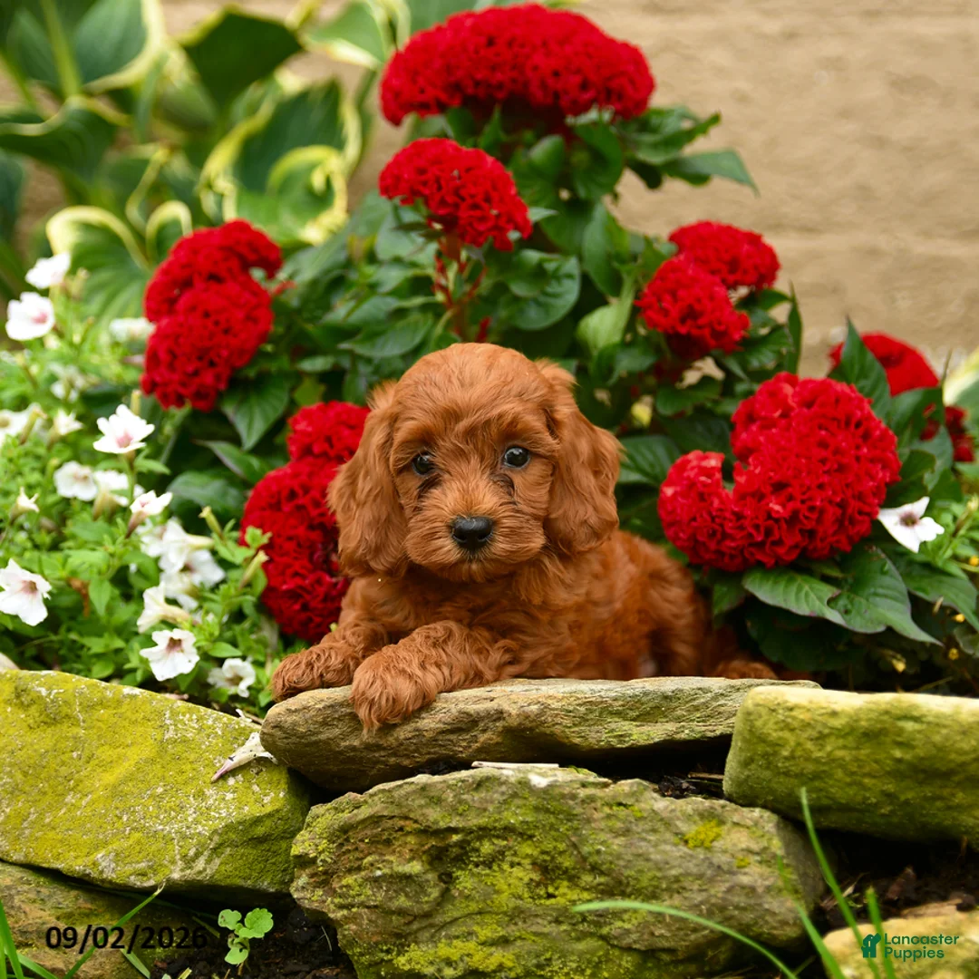 Miniature Poodle dogs for sale: Sushi - Ad 1