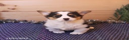 Welsh Corgi Pembroke dogs for sale: Happy - Ad 3