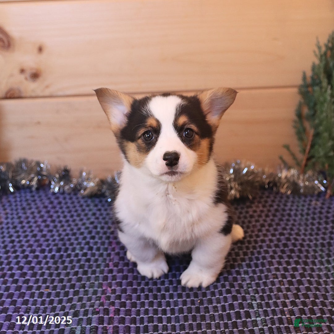 Welsh Corgi Pembroke dogs for sale: Happy - Ad 3
