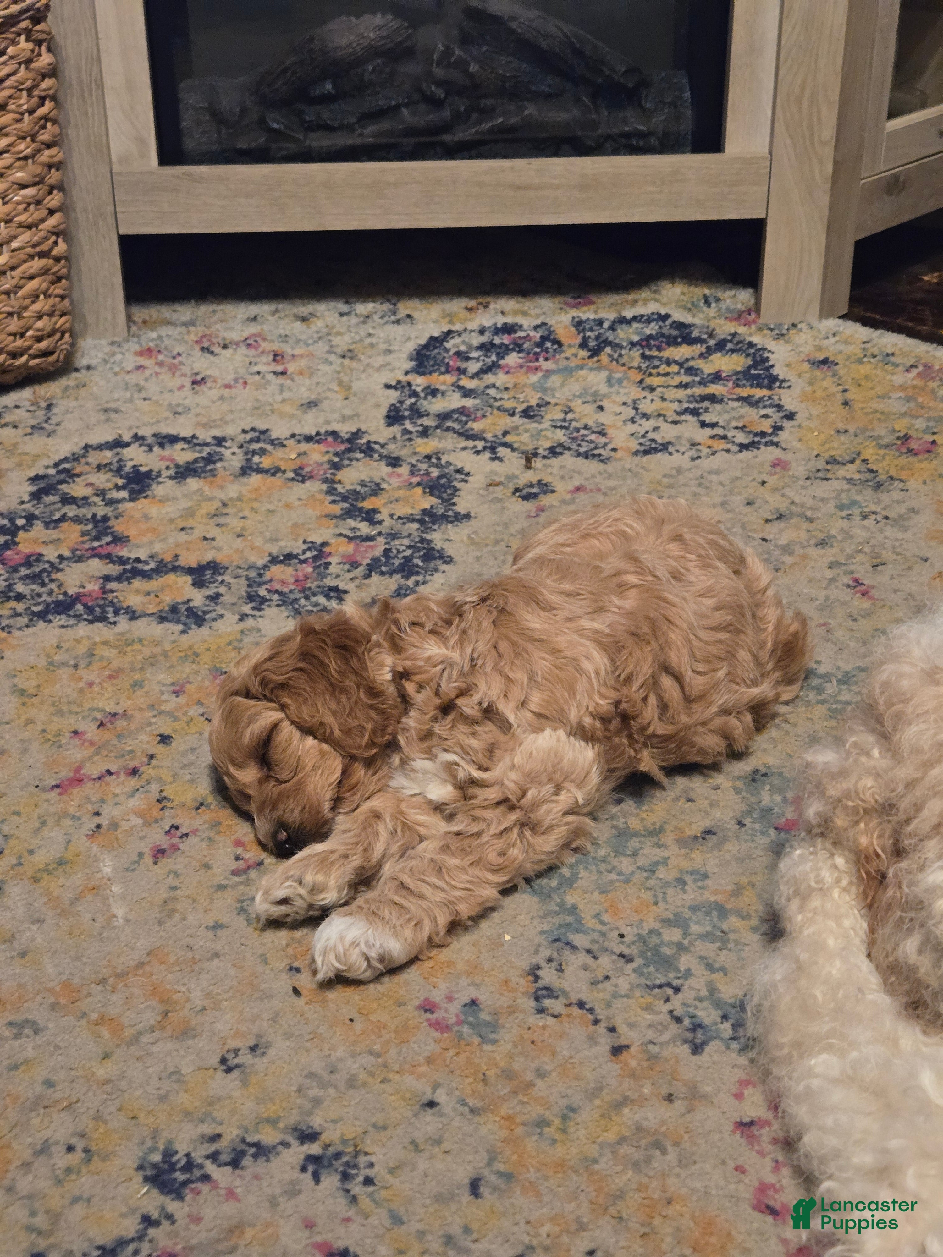 Miniature Poodle dogs Bella  - Ad 1