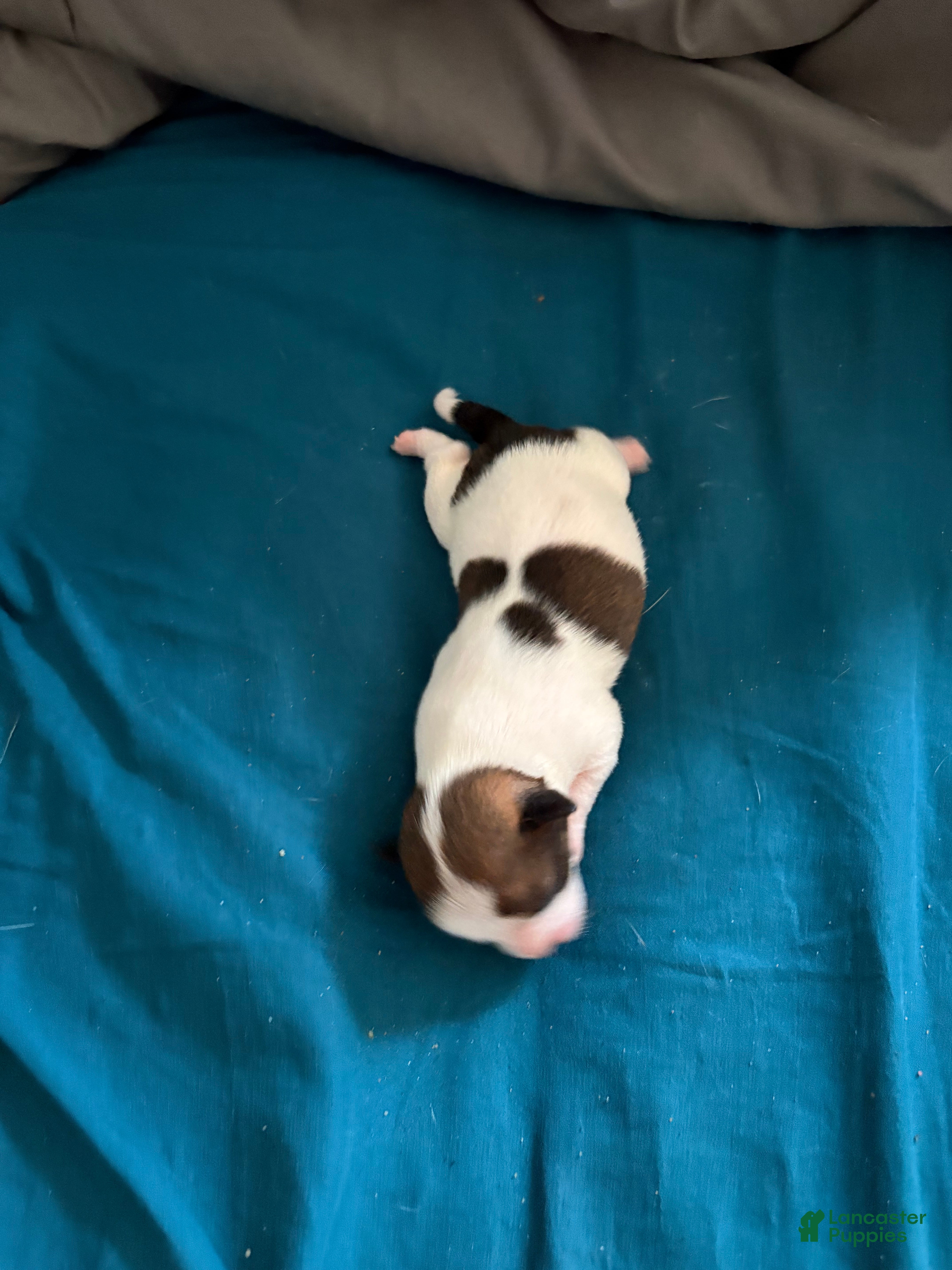 Chihuahua dogs Boo-boo  - Ad 1
