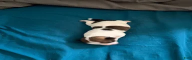 Boo-boo 
