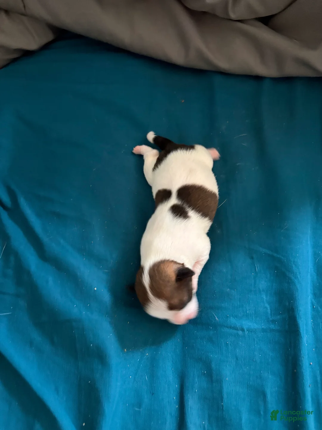 Chihuahua dogs for sale: Boo-boo  - Ad 1