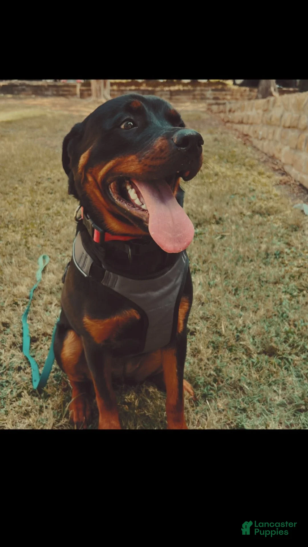Rottweiler dogs for sale: Rottweiler Puppy 1 - Ad 2