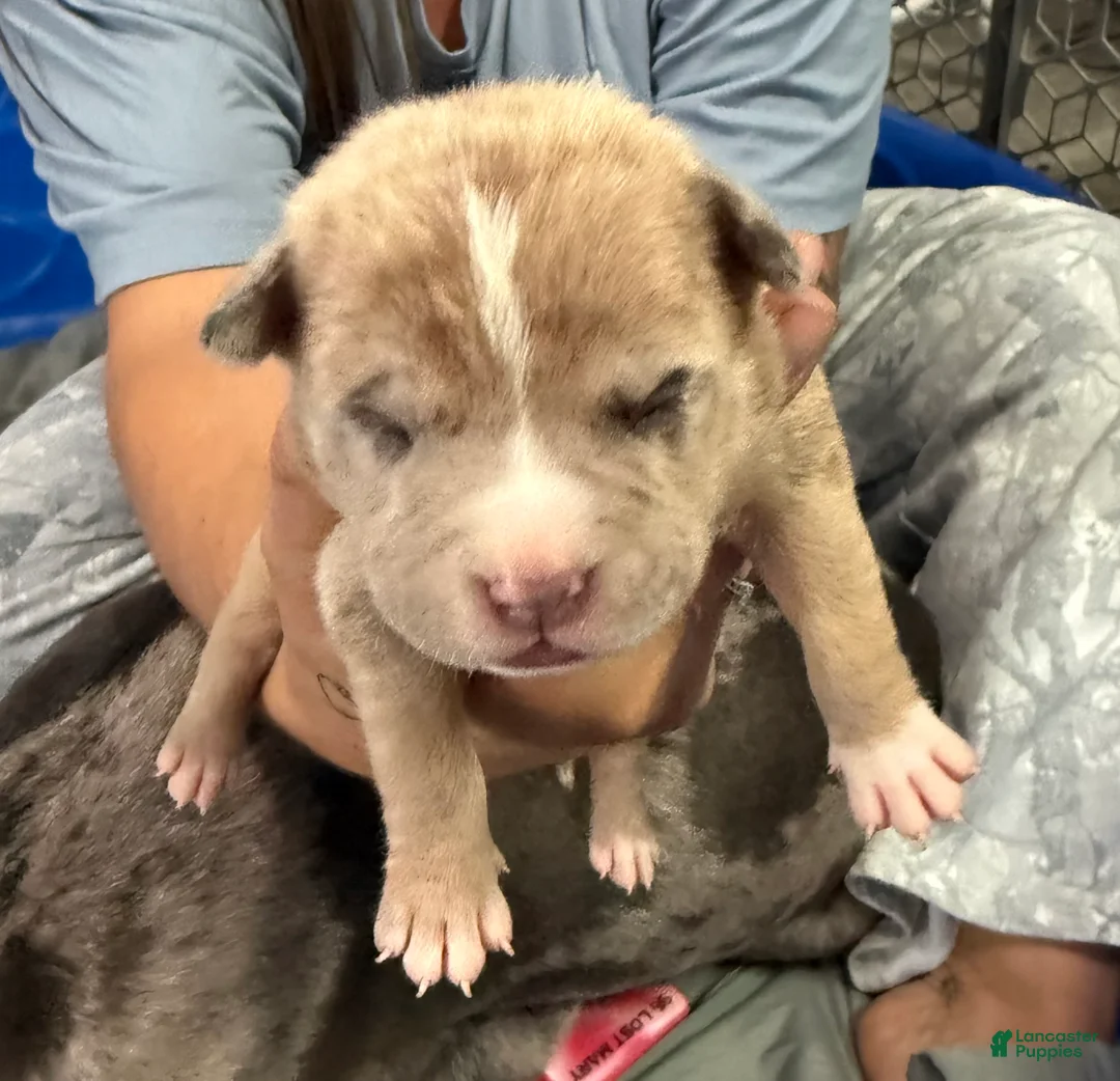 American Bully dogs for sale: Rex - XL American Bully Puppy  - Ad 1