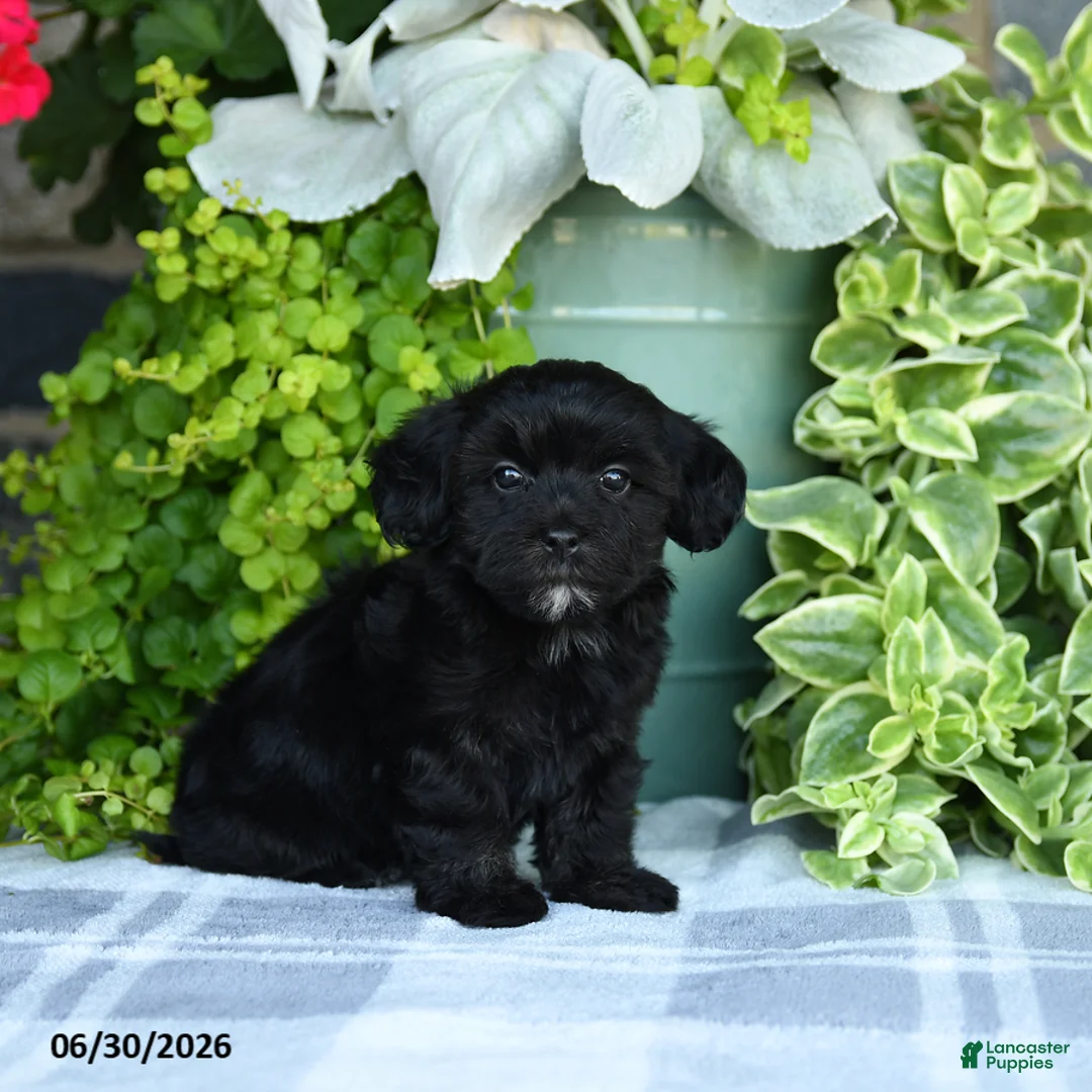 Maltipoo dogs for sale: Pansy - Ad 5