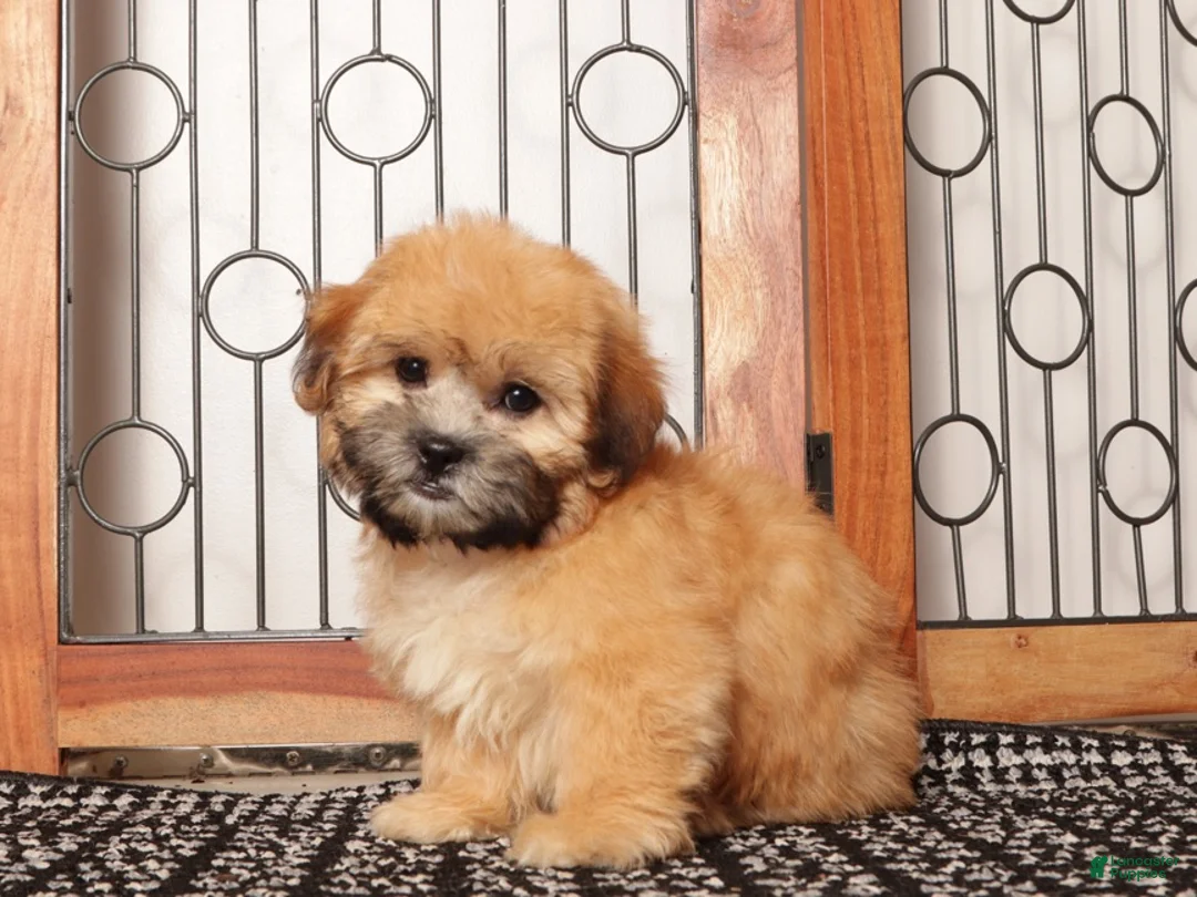 Shorkie dogs for sale: Rex - Dapper Shorkie  - Ad 4