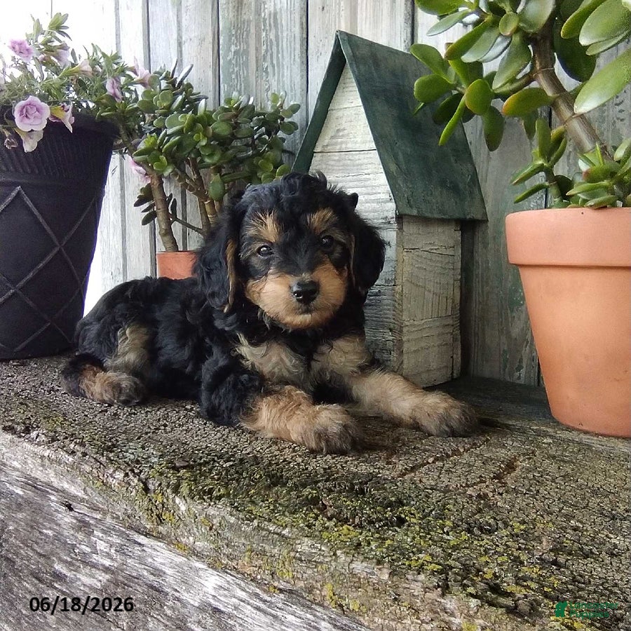 Yorkiepoo dogs Chase - Ad 2