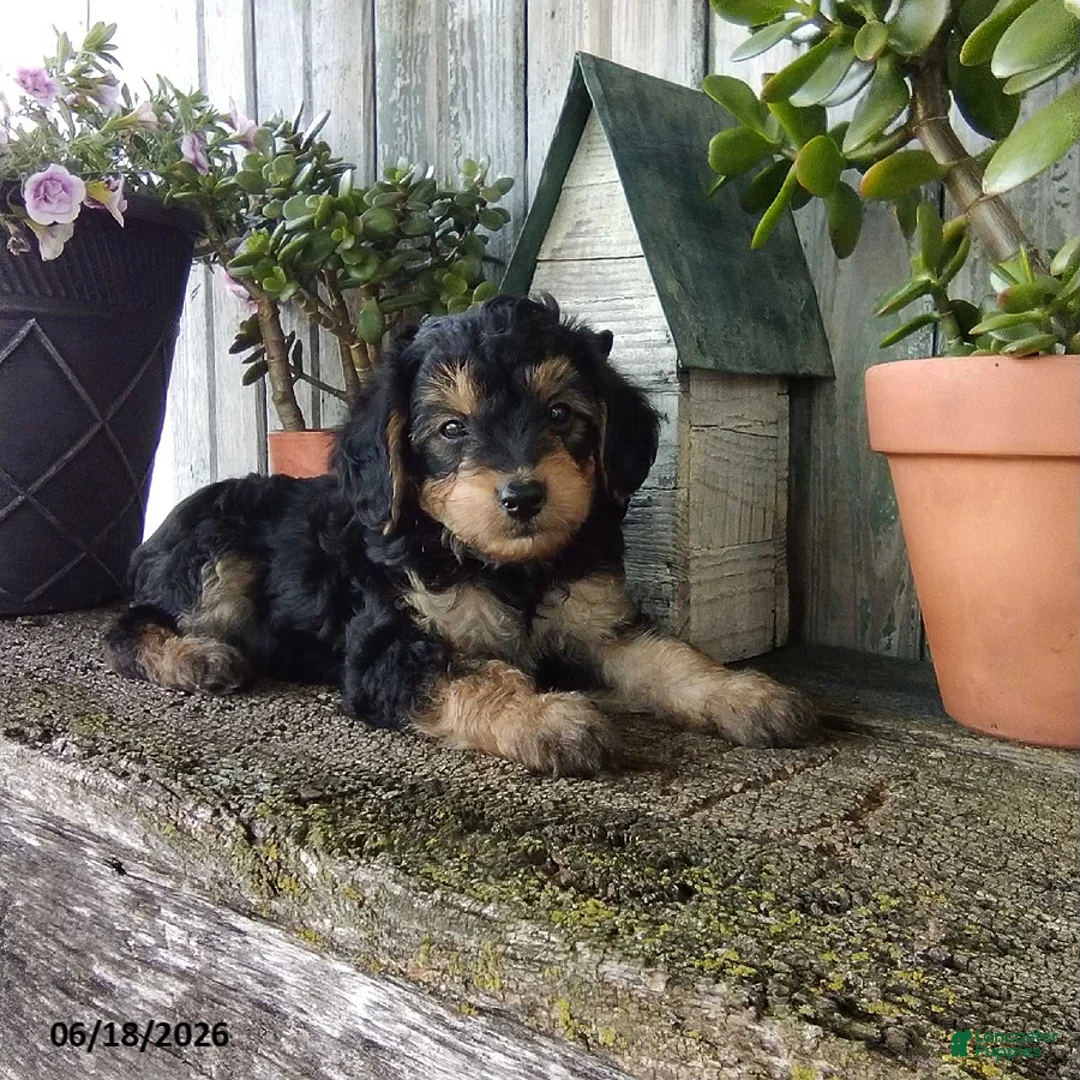 Yorkiepoo dogs for sale: Chase - Ad 2