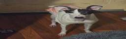 Italian Greyhound dogs for sale: Italian Greyhound Puppy 1 - Ad 2
