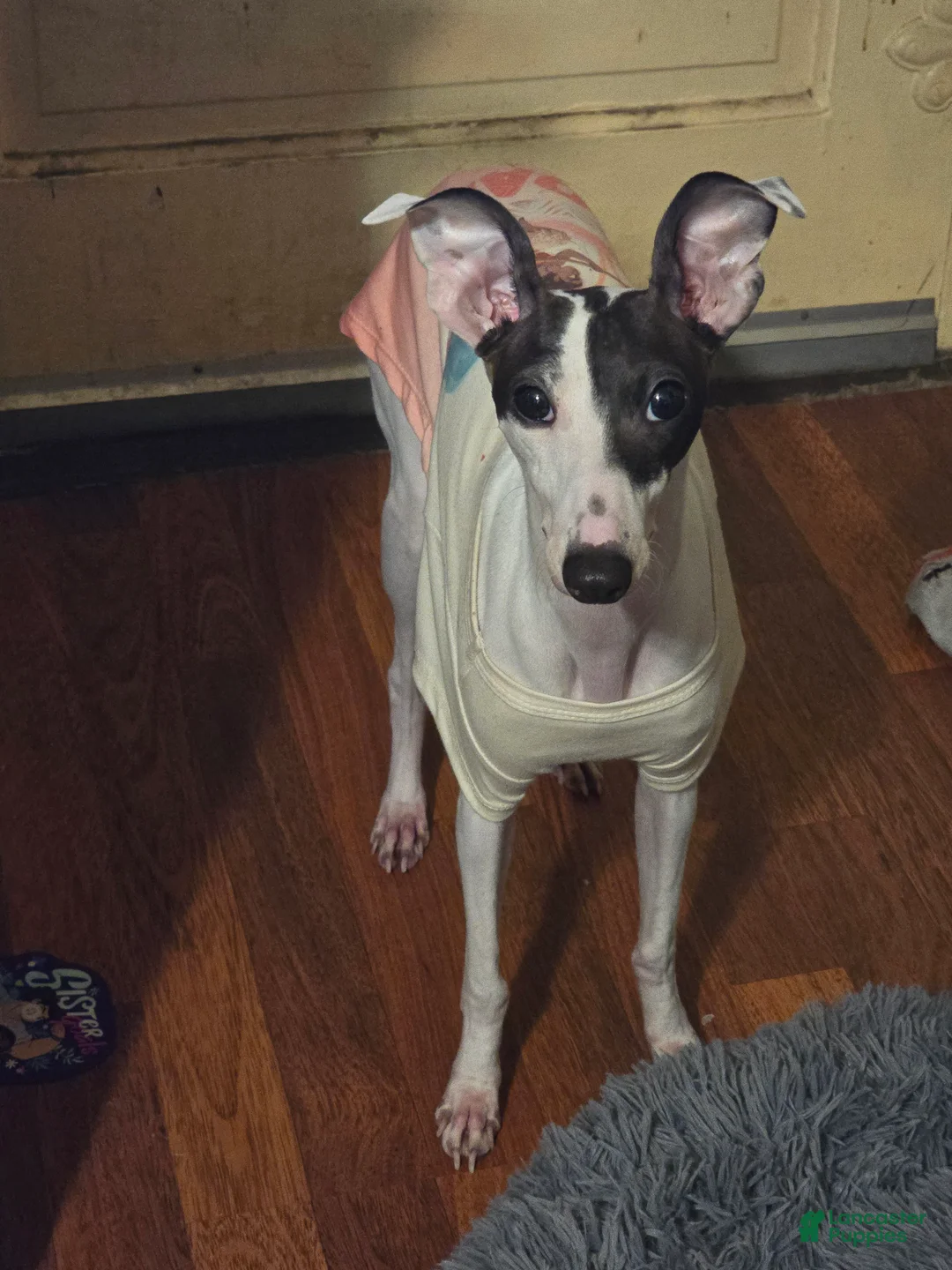 Italian Greyhound dogs for sale: Italian Greyhound Puppy 1 - Ad 2