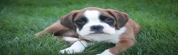 Boxer dogs for sale: Violet - Ad 8