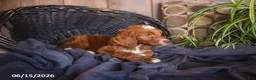 Irish Doodle dogs for sale: Cooper - Ad 1