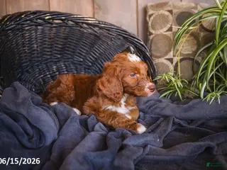 Irish Doodle dogs Cooper - Ad 17